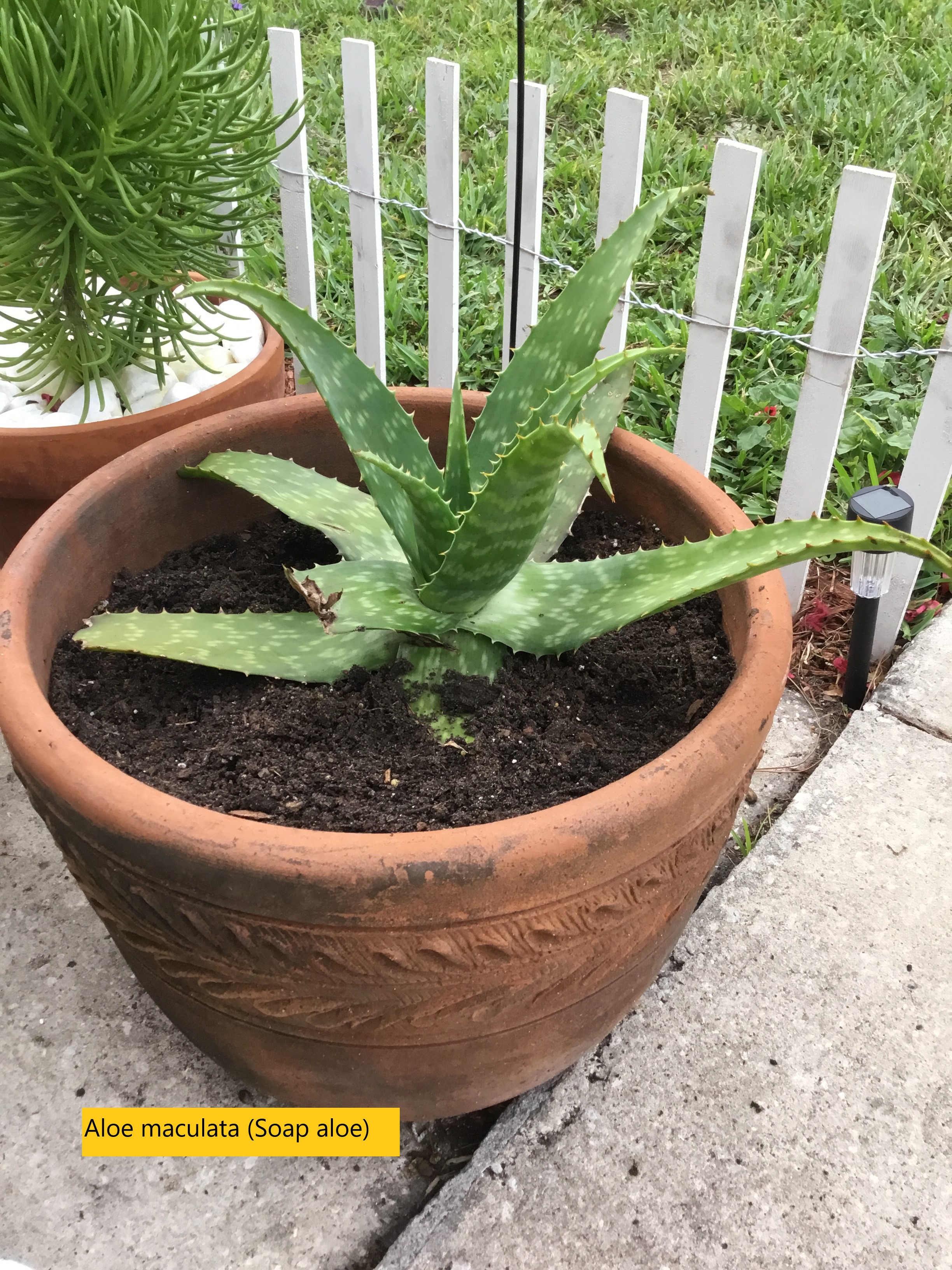 Aloe maculata (Soap aloe) .jpg